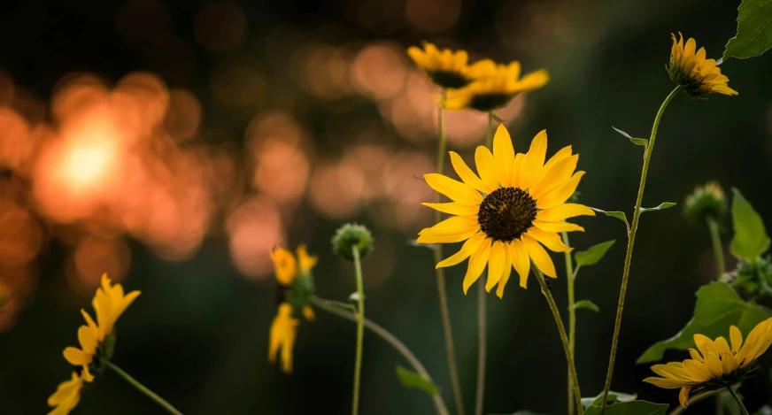 many yellow flowers and green leaves with water in the background