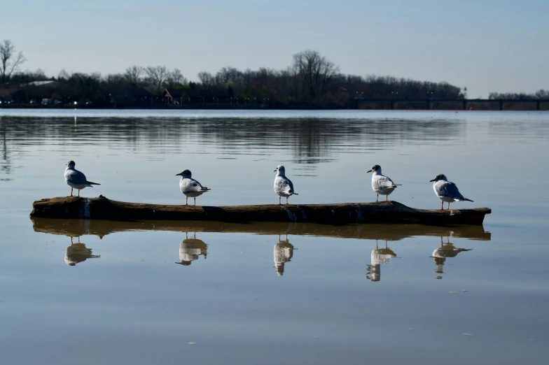 seven seagulls perched on a log near the water