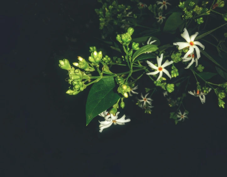 some small white flowers with green leaves