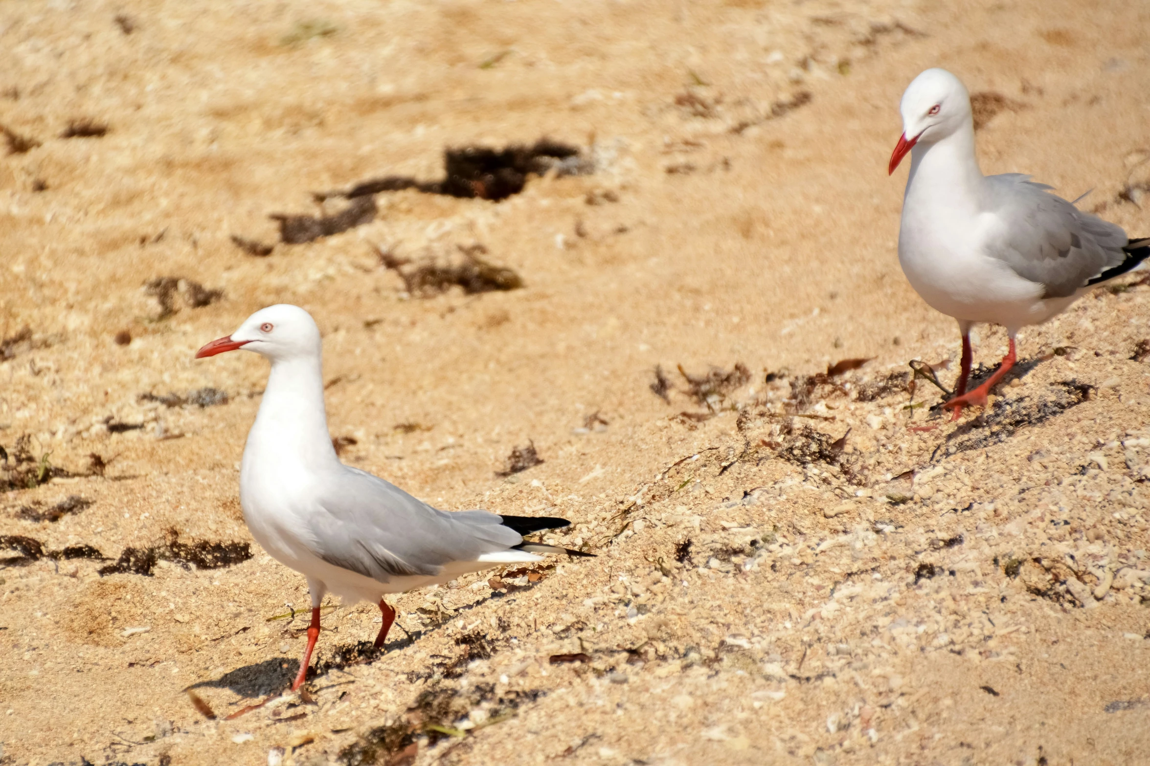 two white birds standing on the sand near each other