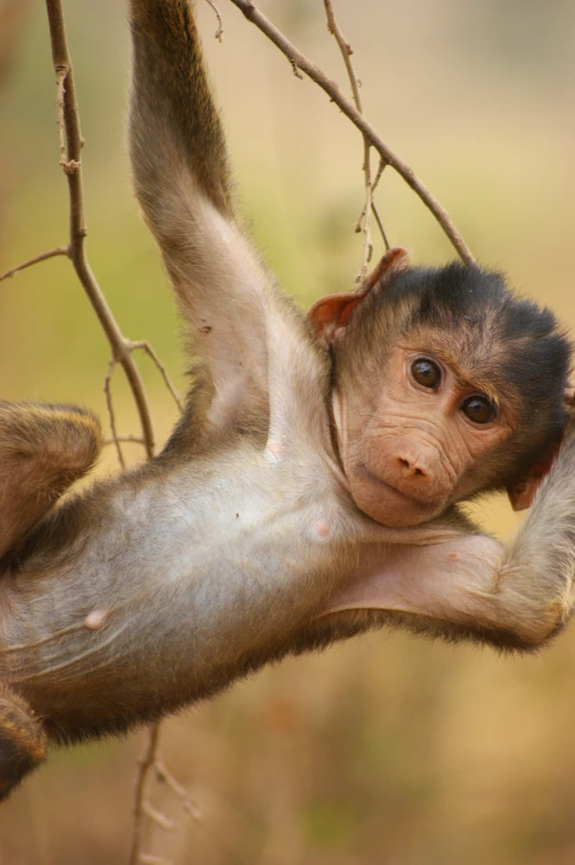 a monkey scratching its head on the nch