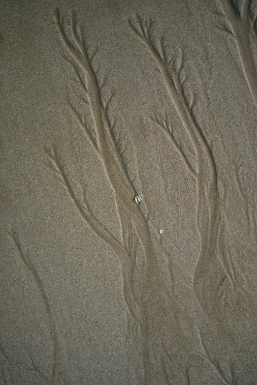 waves in the sand making up the pattern of small circles