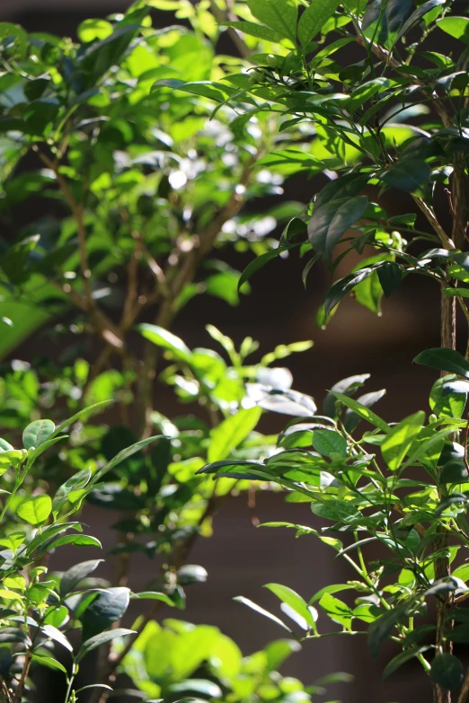 a green plant with leaves on the tree