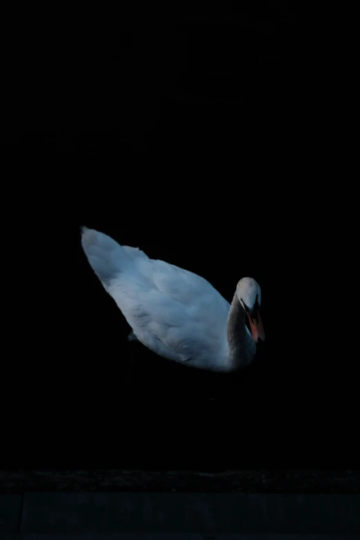 a goose standing on its back with it's wings spread