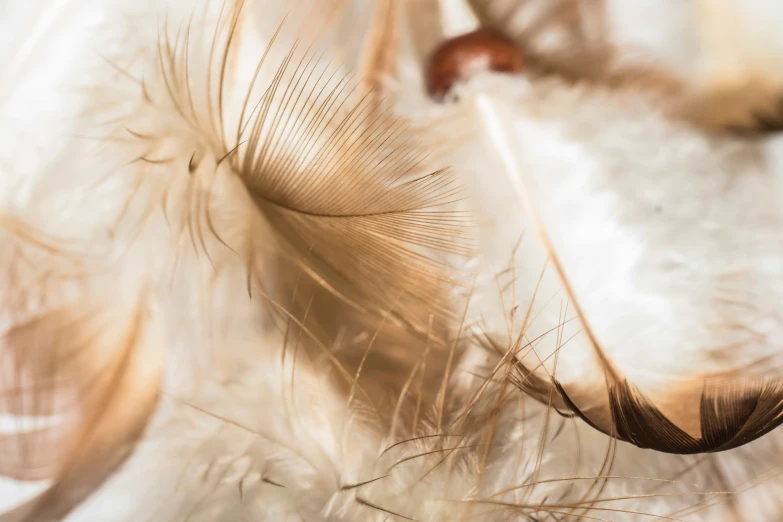 a brown and white feather flies next to other feathers
