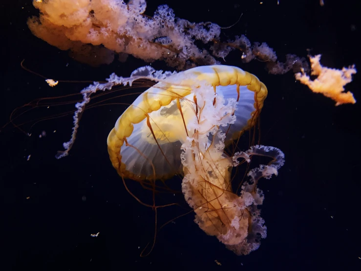 an underwater image of some jellyfish floating