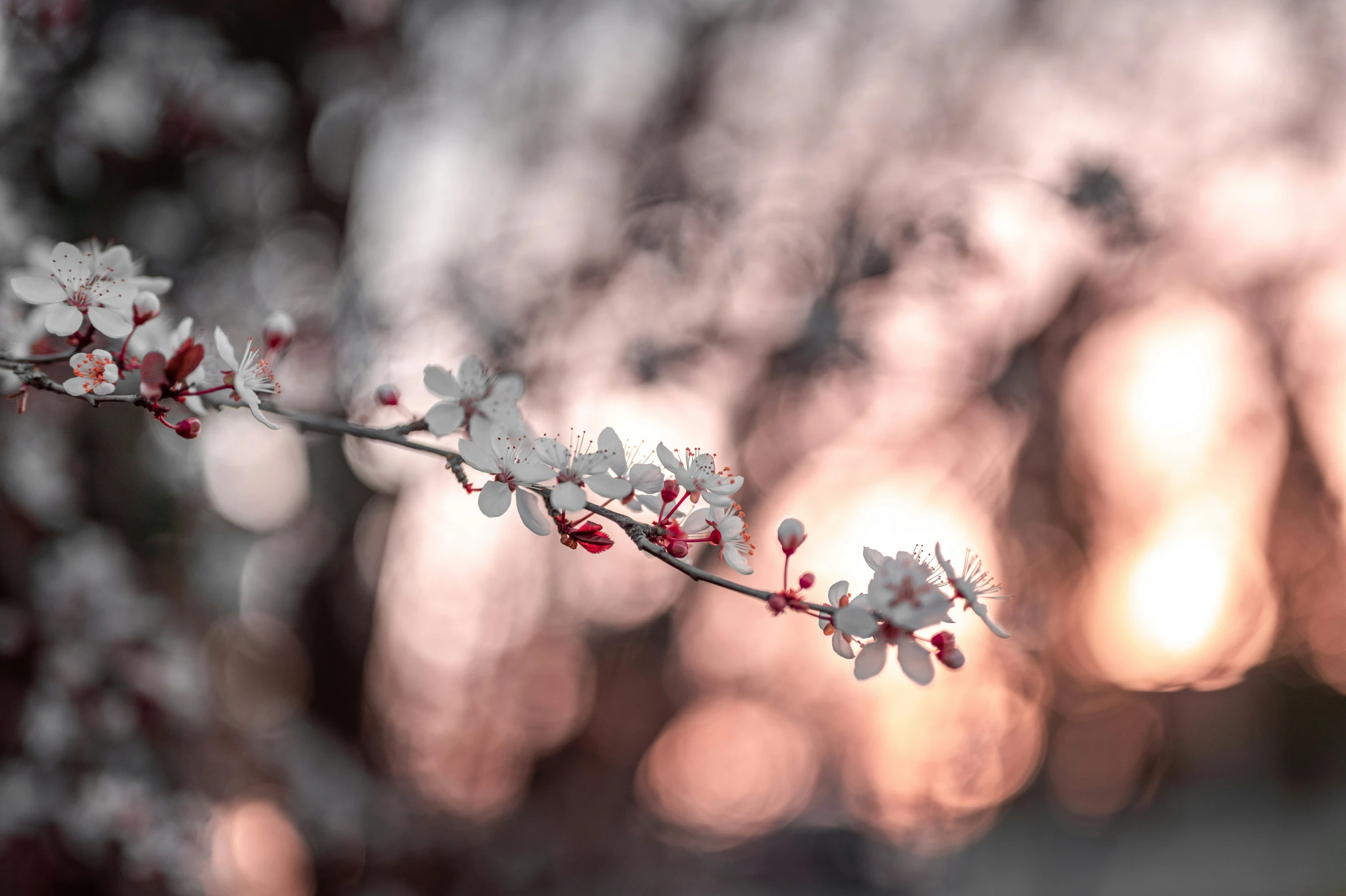 some kind of flowers that are on a twig