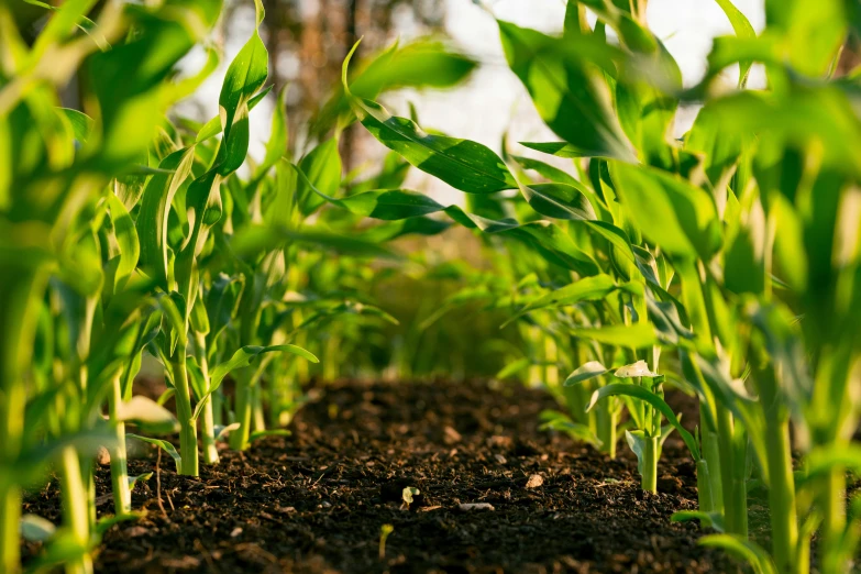 the leaves of corn growing in an industrial field