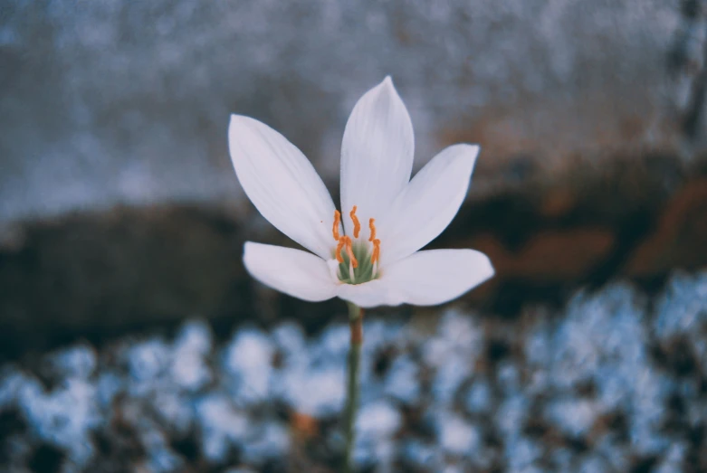 a single white flower is blooming close to the ground