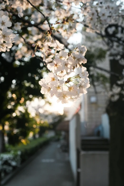 white flowers are blooming on the trees in a yard