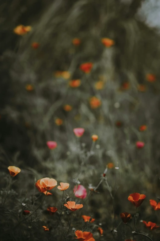 red poppys blooming near the nches of trees