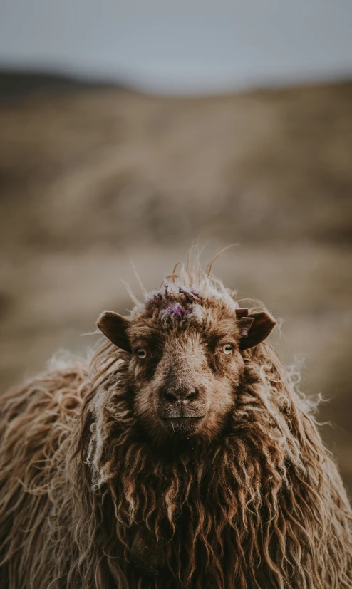 a sheep with a brown coat has its head tilted away