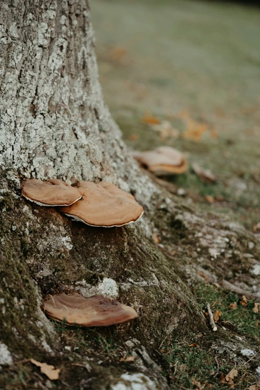 mushrooms on the bark of a tree in a forest