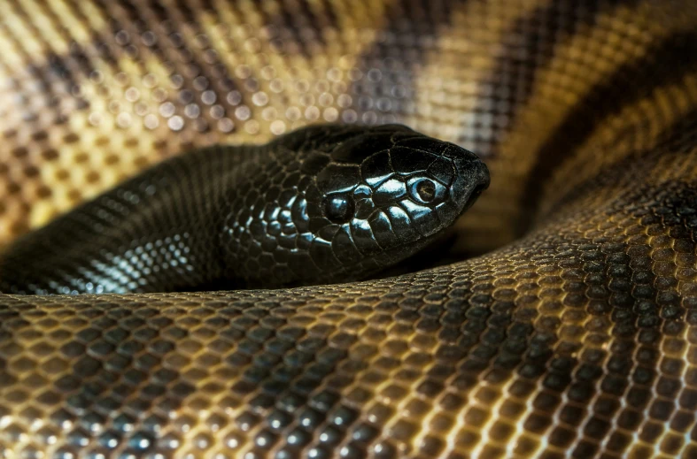 a close - up of a black snake's head on a yellow blanket