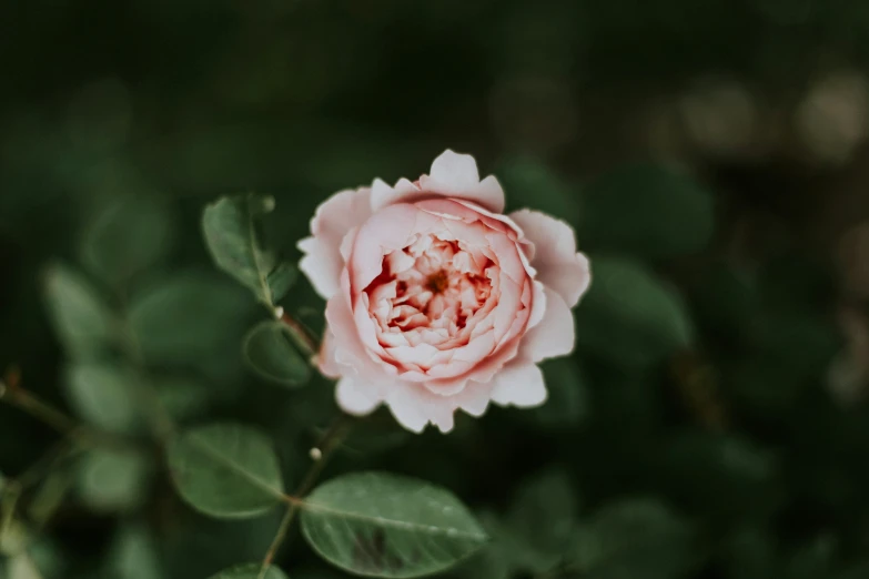 a pink rose is seen blooming from a nch