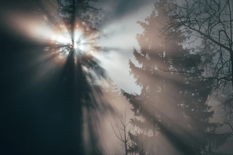 a po of a sun rays through the trees