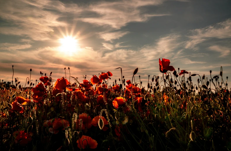 the sun is setting over a field of flowers