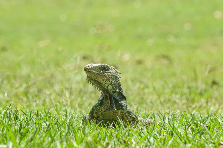 an iguant in the grass looking into the distance