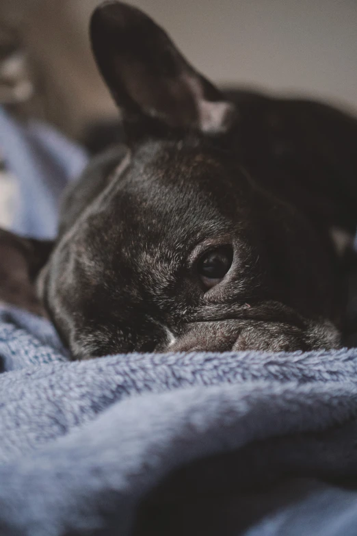 a small brown dog lays down on a blanket