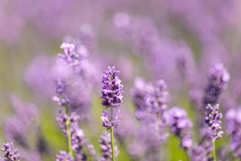 small group of lavenders in bloom on a green, lush lawn