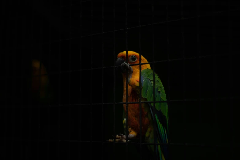 a brightly colored parrot sitting on the perch of its cage