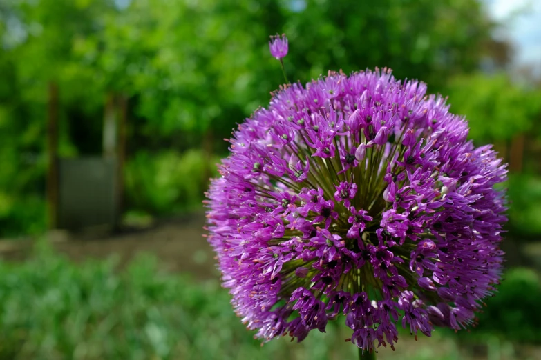 a single purple flower in the foreground and green trees in the background