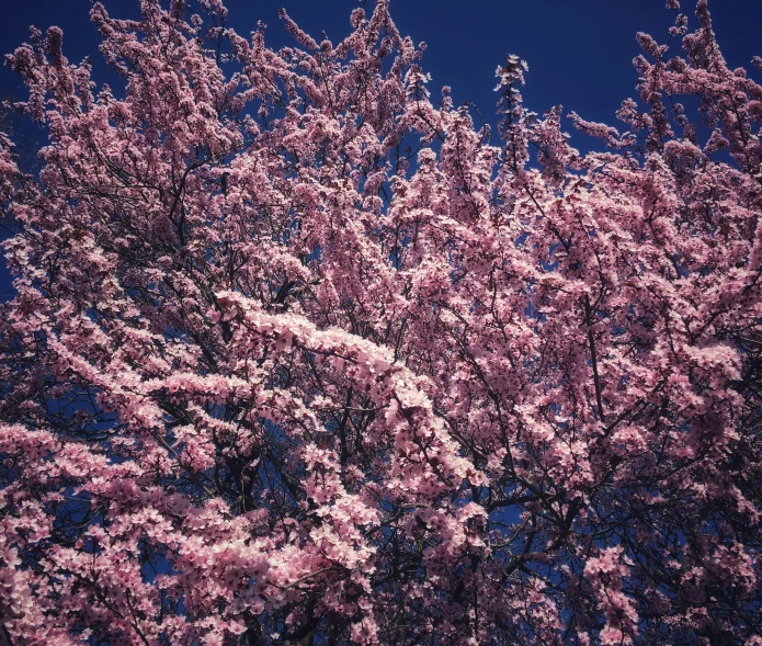 the tree is flowering very nicely in the blue sky