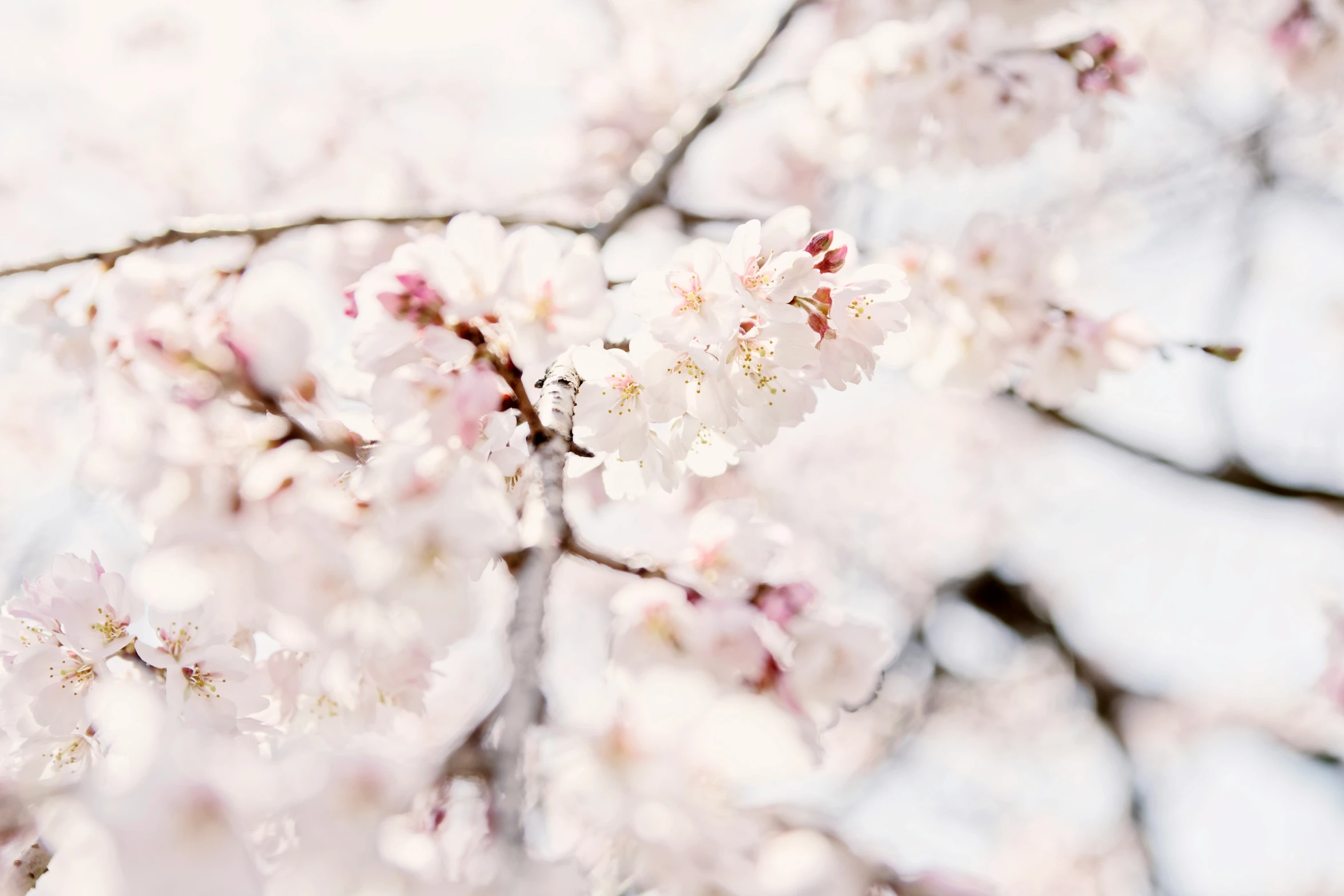 cherry blossoms are in full bloom with white petals