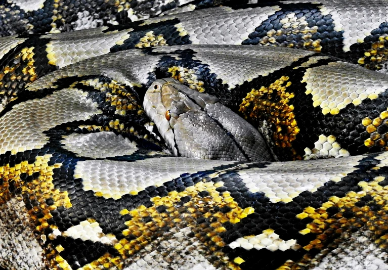 a snake wrapped in a blanket and laying down