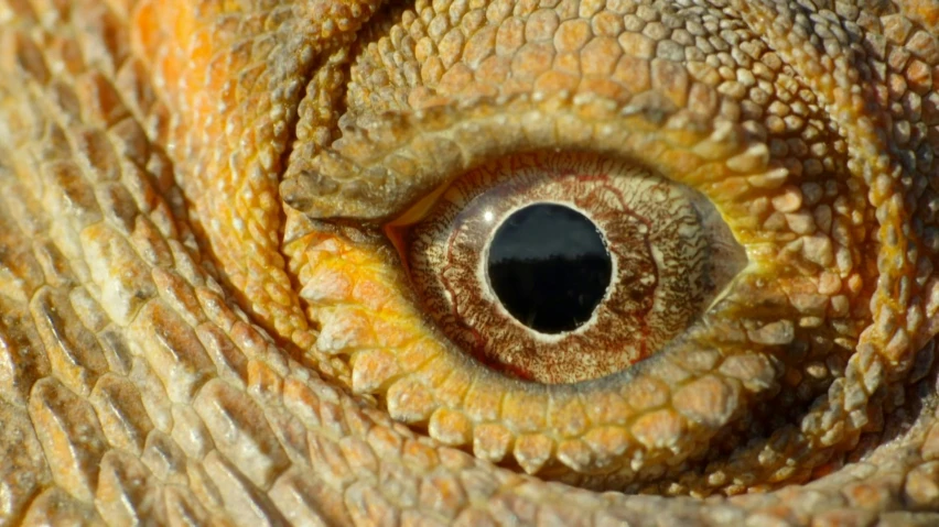 an close up of an eye with an animal's shell