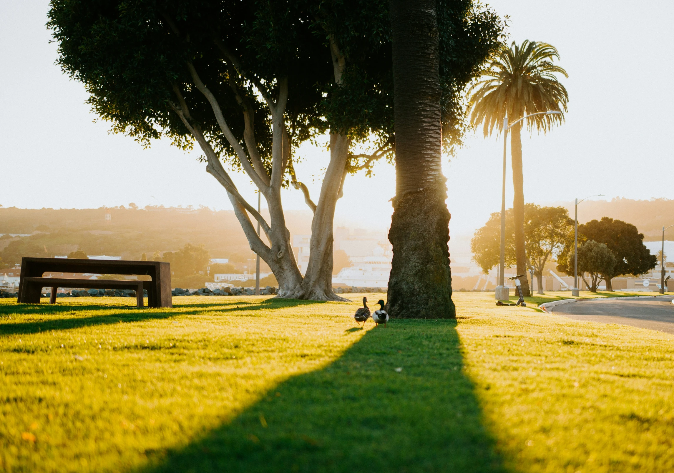 a man sits in the grass under a large tree