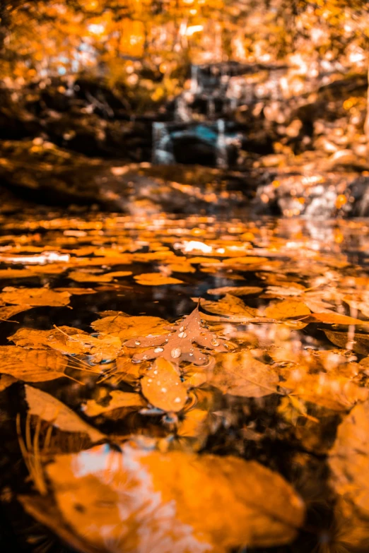 the water is surrounded by leaf covered rocks