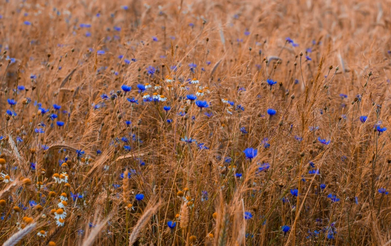 a field with wildflowers growing and blowing in it