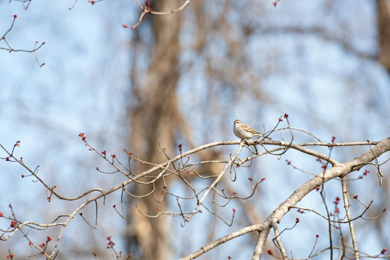 a bird perched on a nch of a tree