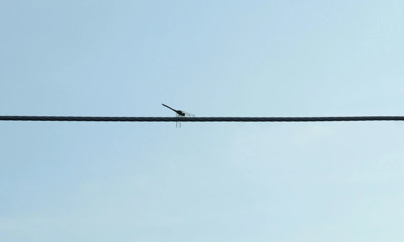 there is a bird perched on the top of an electrical wire