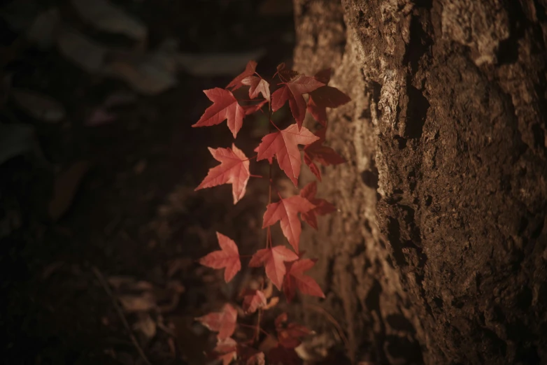 small plant with red leaves growing on the side of a large rock