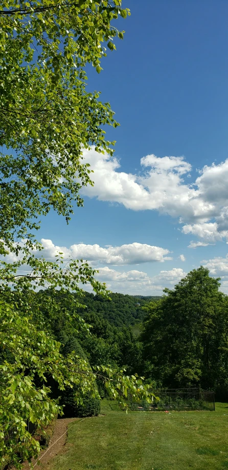 an open field in the middle of a forested area