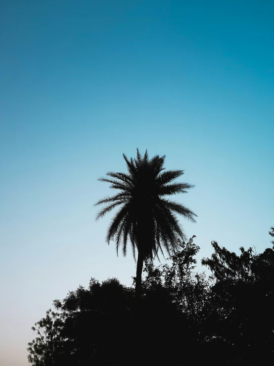 a tall palm tree with a very dark blue sky behind it