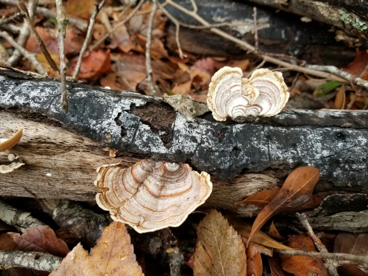 mushrooms sitting on the tree trunks in the forest