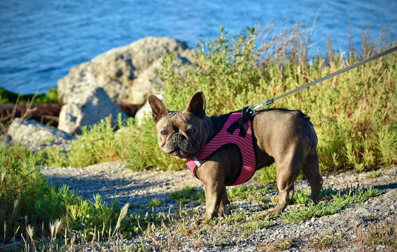 a small dog wearing a harness on a leash