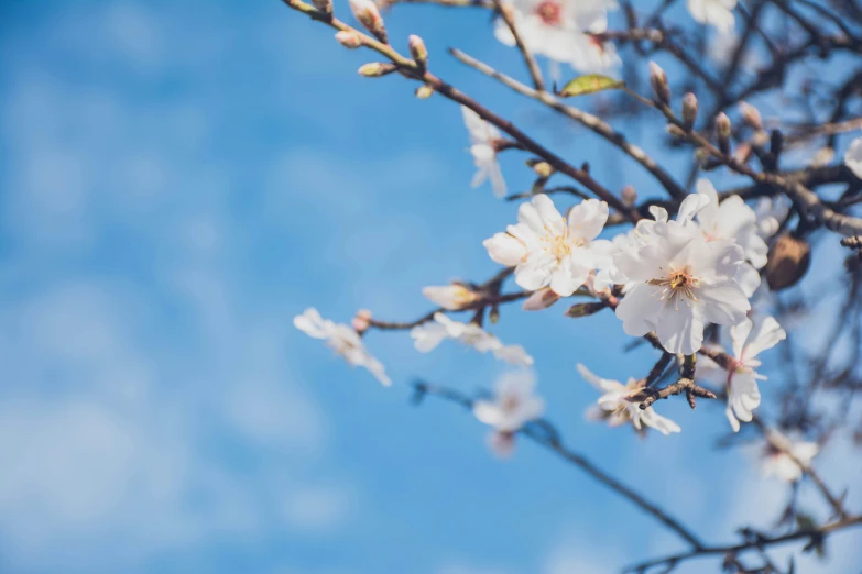 blossoms on a tree in a sunny day