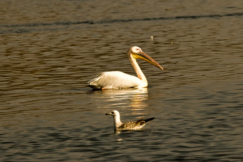 a large white bird is floating in the water