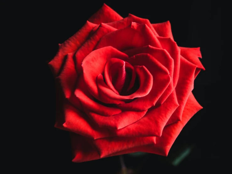 a red rose that is blooming out in the dark