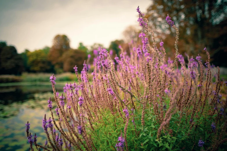 close up of a beautiful purple flowers next to the water