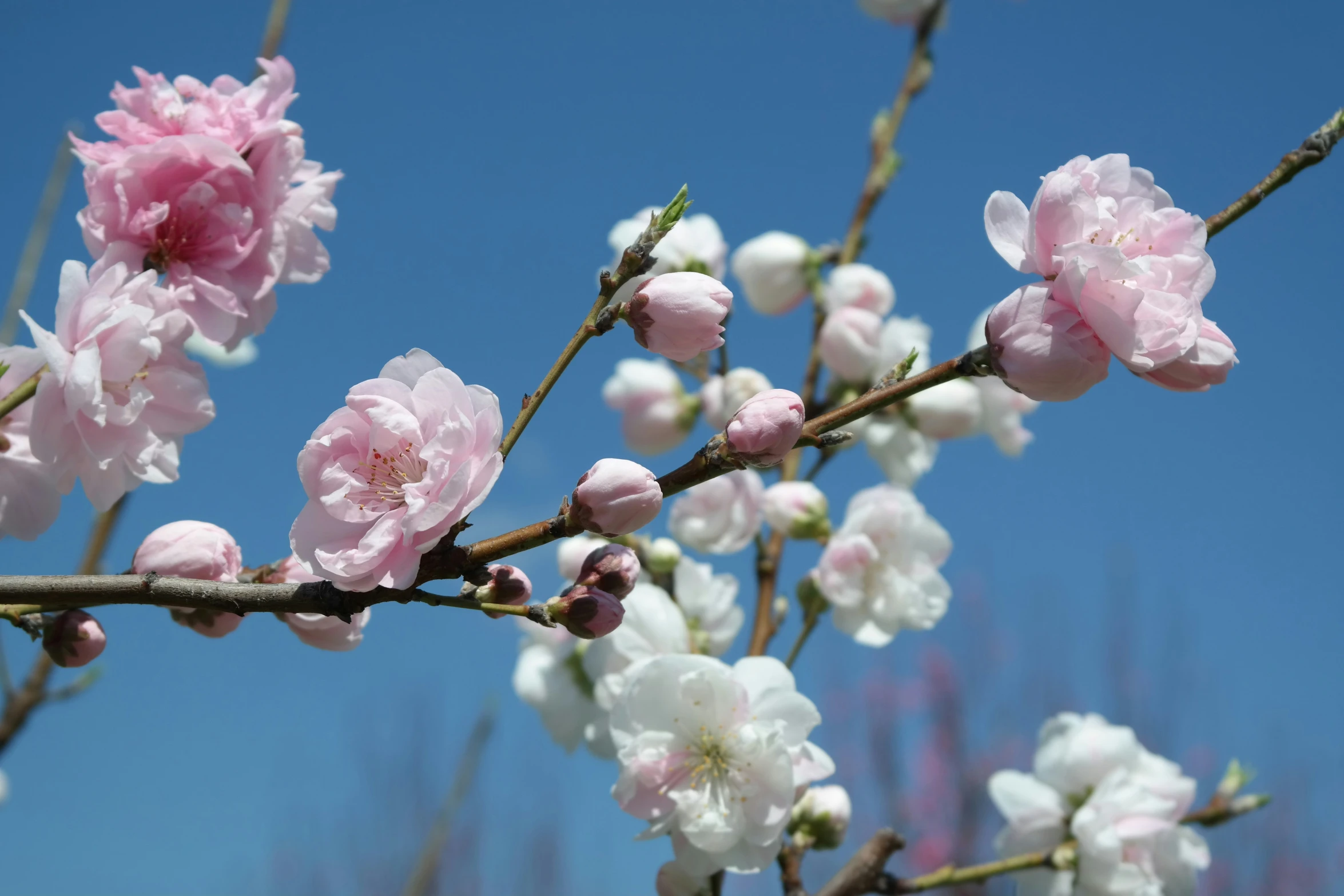 several pink flowers growing on the stem of a tree