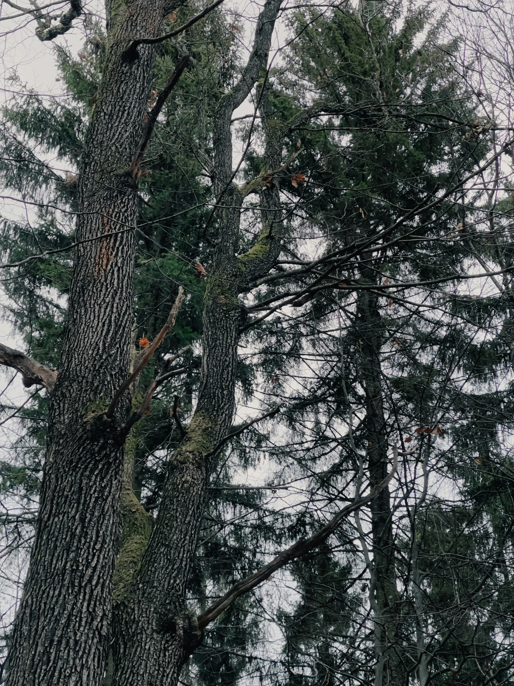 a tree with a bird perched on it