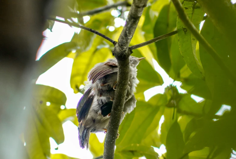 an bird perched on top of a leaf covered tree