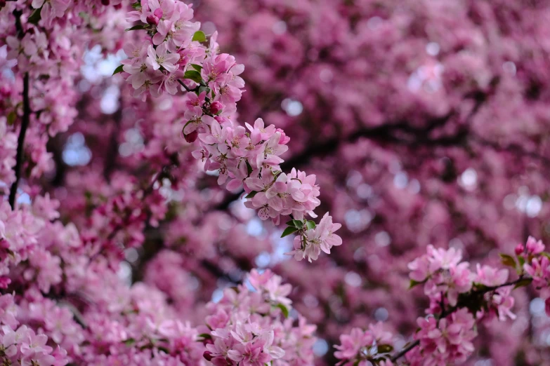 a nch of a tree is filled with purple flowers