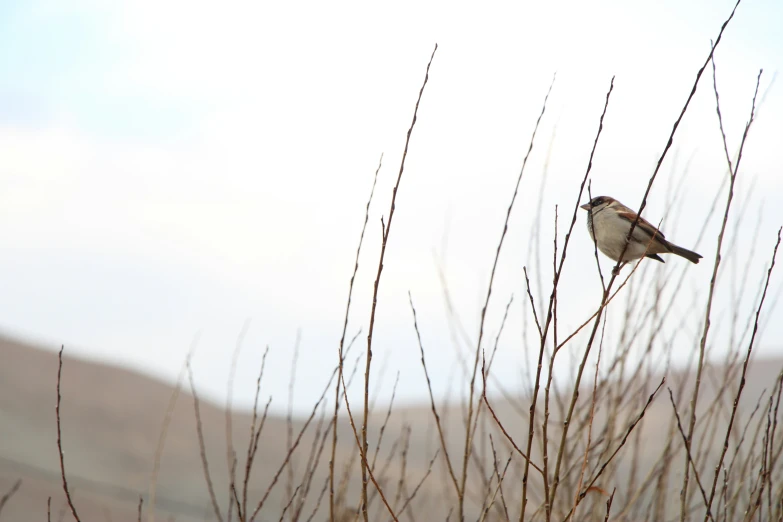 a bird that is sitting on a nch