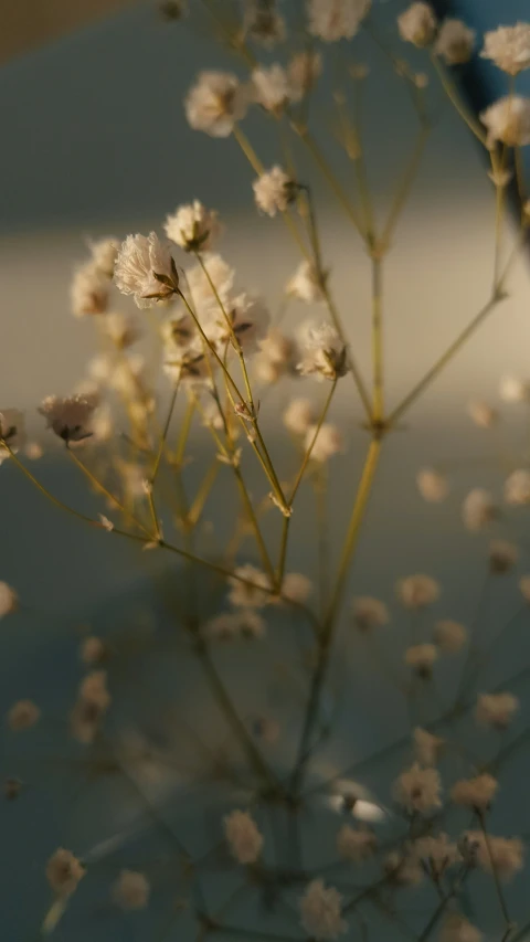 a bunch of flowers with the stems in bloom